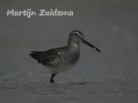 Grijze snippen [Limnodromus]